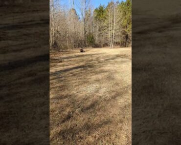 Progress! #shorts #homestead #homesteading #prepper #food #garden #farmtotable #shtf