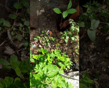we are all prepper gardening