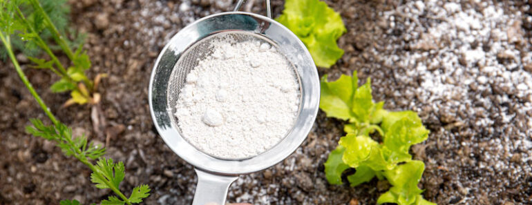 How to use diatomaceous earth on your homestead How to use diatomaceous earth on your homestead