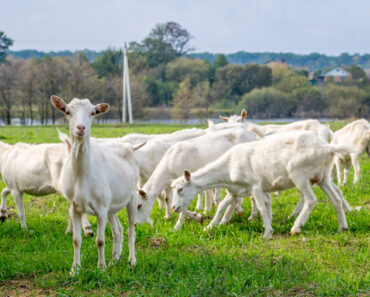 Raising meat goats for self-sufficiency