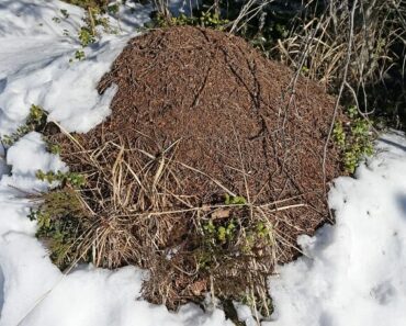 How To Keep Your Compost Pile Churning … All Winter Long How To Keep Your Compost Pile Churning … All Winter Long