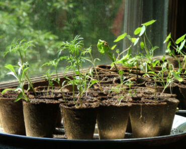 Starting Seeds, The Easy And Smart Way Starting Seeds, The Easy And Smart Way